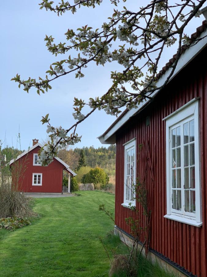 Morellgarden * Larvik
